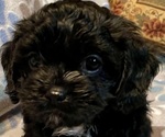 Small Photo #7 Cavapoo (Miniature) Puppy For Sale in LIBERTY, MS, USA