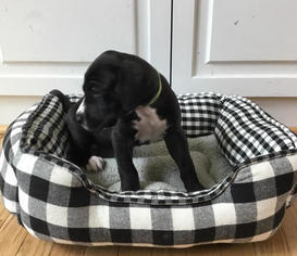 Great Dane Puppy for sale in INWOOD, WV, USA