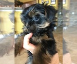 Small Photo #4 Yorkshire Terrier Puppy For Sale in KISSIMMEE, FL, USA