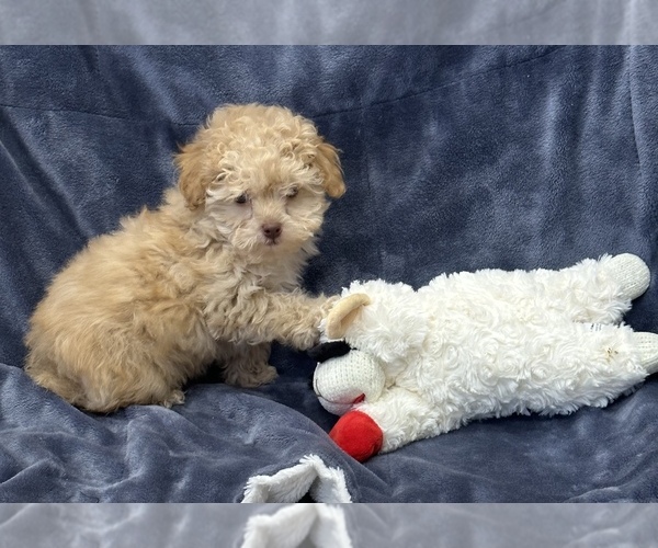 Medium Photo #7 Poodle (Toy) Puppy For Sale in SILEX, MO, USA