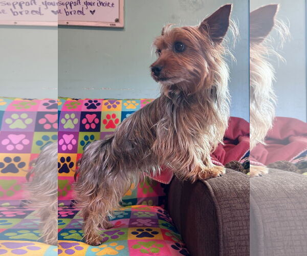 Medium Photo #6 Mutt Puppy For Sale in Pacolet, SC, USA