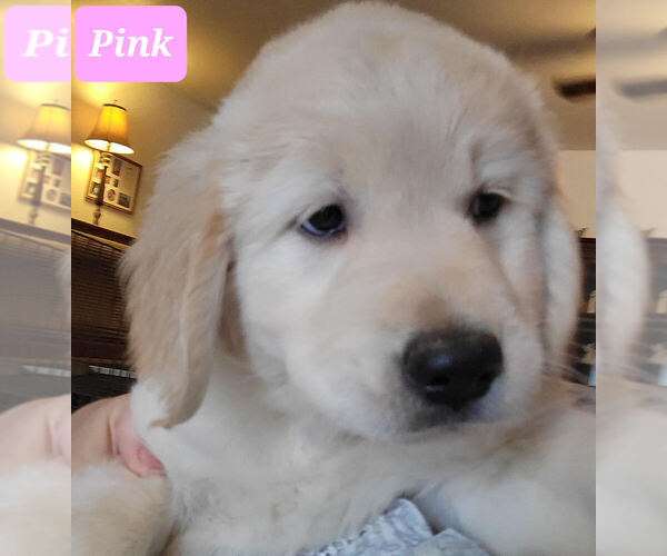Medium Photo #1 Golden Retriever Puppy For Sale in MENA, AR, USA