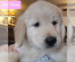 Small Photo #1 Golden Retriever Puppy For Sale in MENA, AR, USA