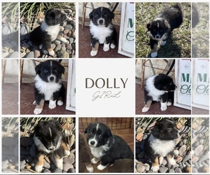 Medium Australian Shepherd