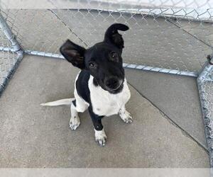 Labrador Retriever-Unknown Mix Dogs for adoption in Bakersfield, CA, USA