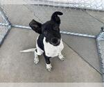 Small Labrador Retriever Mix