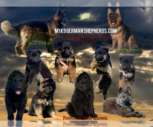 Medium Photo #1 German Shepherd Dog Puppy For Sale in PINON HILLS, CA, USA