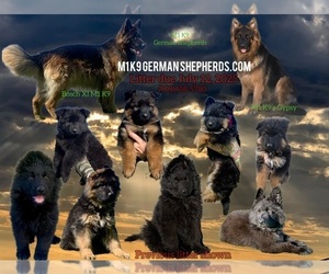 German Shepherd Dog Puppy for Sale in PINON HILLS, California USA