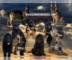Small German Shepherd Dog