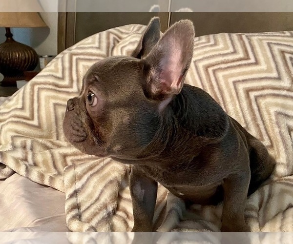 Medium Photo #2 French Bulldog Puppy For Sale in BELLEVIEW, FL, USA