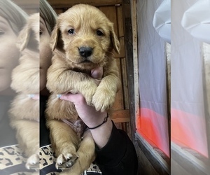 Golden Retriever Puppy for Sale in APPOMATTOX, Virginia USA