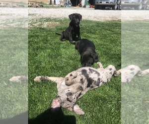 Catahoula Leopard Dog-Labrador Retriever Mix Puppy for Sale in CROSS TIMBERS, Missouri USA