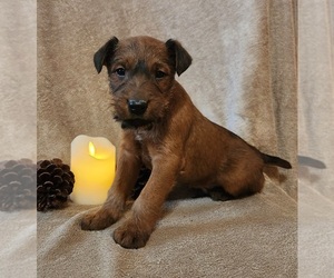 Irish Terrier Litter for sale in WATERLOO, NY, USA