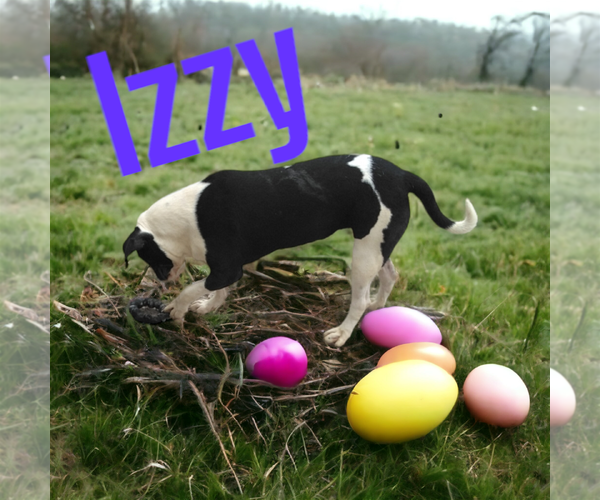Medium Photo #5 American Staffordshire Terrier-Great Dane Mix Puppy For Sale in Orange Grove, TX, USA