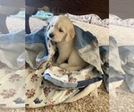 Small Photo #1 Golden Retriever Puppy For Sale in FREDONIA, KS, USA