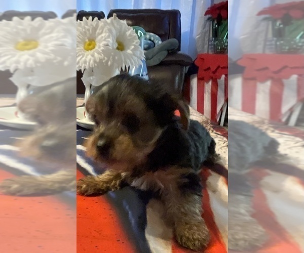 Medium Photo #17 Yorkshire Terrier Puppy For Sale in RANCHO CORDOVA, CA, USA