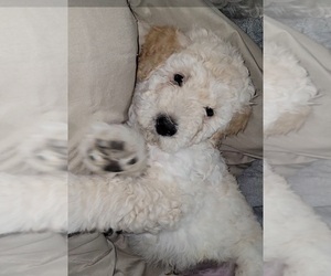 Double Doodle Puppy for sale in BAY CITY, MI, USA