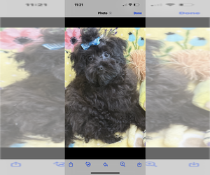Maltese-Poodle (Toy) Mix Puppy for sale in SARASOTA, FL, USA