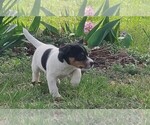 Puppy Chewy Jack Russell Terrier