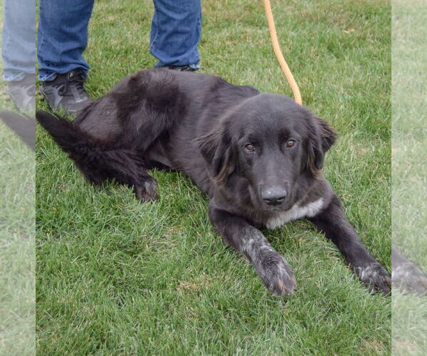 Medium Photo #4 Mutt Puppy For Sale in Huntley, IL, USA