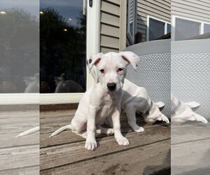 American Pit Bull Terrier Dogs for adoption in St. Louis Park, MN, USA