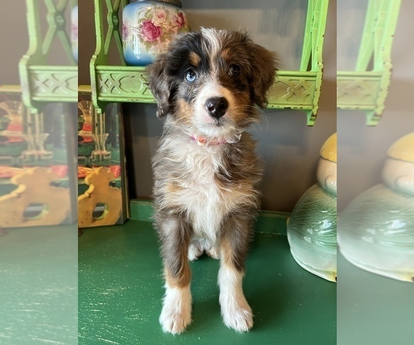 Medium Photo #1 Bernedoodle (Miniature) Puppy For Sale in LAWRENCE, MI, USA