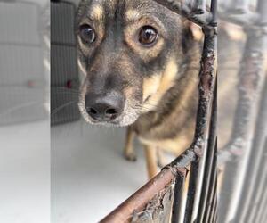 German Shepherd Dog-Unknown Mix Dogs for adoption in Houston, TX, USA