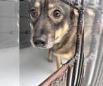 Small German Shepherd Dog Mix