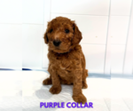 Small #3 Goldendoodle