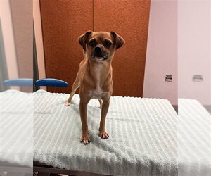 Chihuahua Dogs for adoption in Rancho Cucamonga, CA, USA