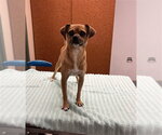 COSMO - Male Chihuahua Dog for Adoption - Small photo