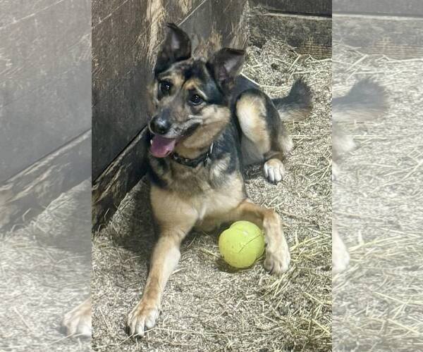 Medium Photo #2 German Shepherd Dog-Unknown Mix Puppy For Sale in Spring Lake, NC, USA