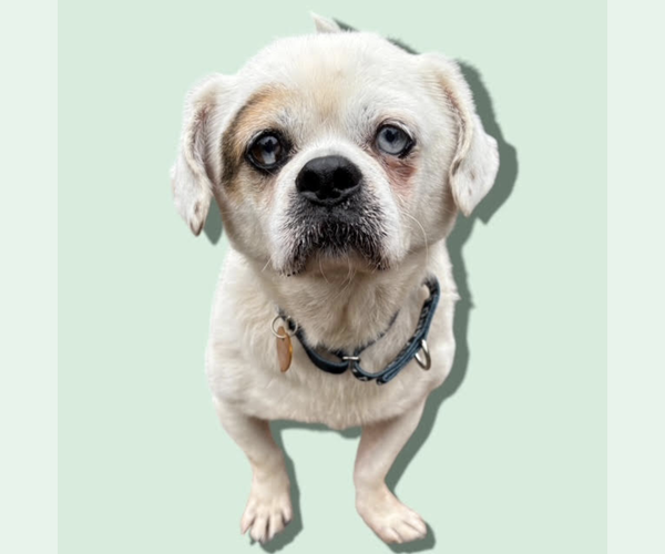 Medium Photo #1 Mutt Puppy For Sale in Rockville, MD, USA