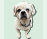 Small Mutt