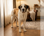Small Saint Bernard Mix