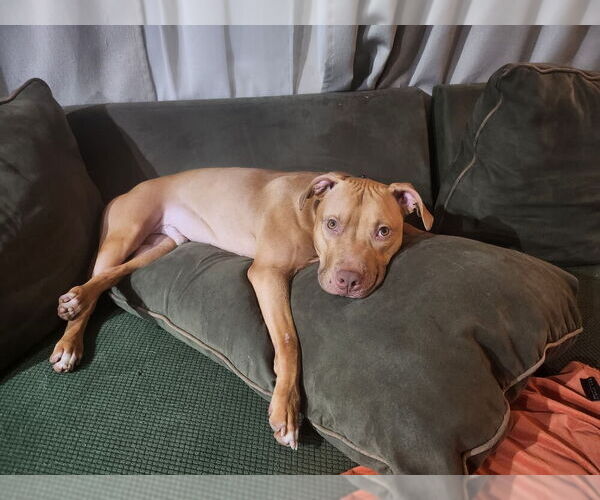 Medium Photo #3 Bull Terrier-Unknown Mix Puppy For Sale in Brewster, NY, USA