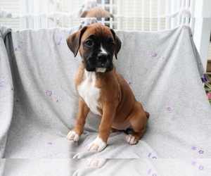 Boxer Puppy for sale in SHILOH, OH, USA