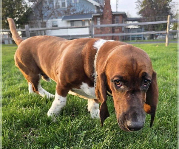 Medium Photo #2 Basset Hound Puppy For Sale in Brookville, OH, USA