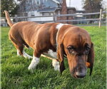 Small #1 Basset Hound