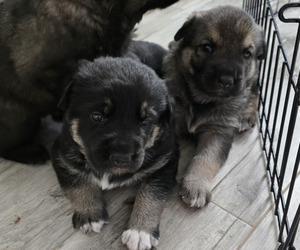 German Shepherd Dog Litter for sale in PORTER, TX, USA