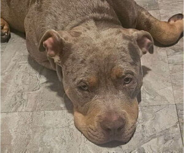 Medium Photo #18 American Bully Puppy For Sale in LAKE STATION, IN, USA