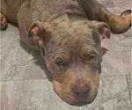 Small #17 American Bully