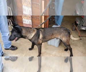 Father of the Belgian Malinois puppies born on 05/06/2022
