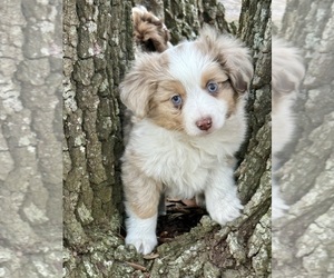 Medium Miniature Australian Shepherd
