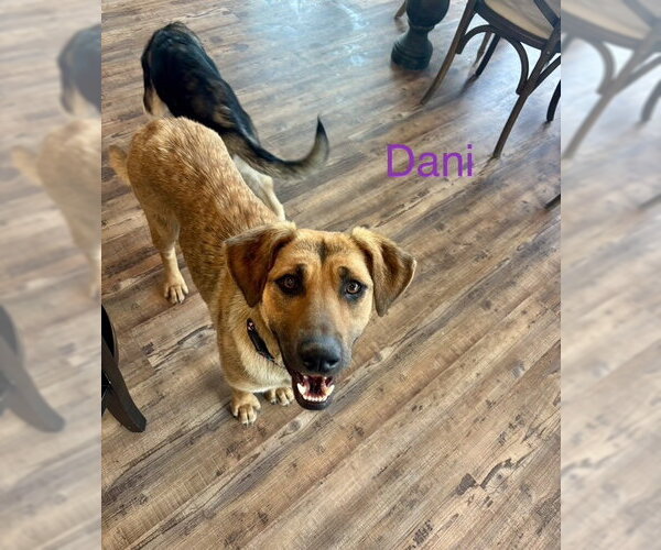 Medium Photo #1 Anatolian Shepherd-Unknown Mix Puppy For Sale in Wakefield, RI, USA