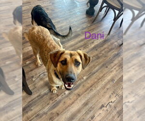 Anatolian Shepherd-Unknown Mix Dogs for adoption in Wakefield, RI, USA