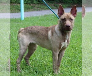 Mutt Dogs for adoption in Prattville, AL, USA