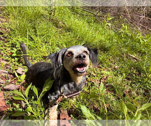 Medium Photo #5 Poodle (Miniature)-Unknown Mix Puppy For Sale in Pacolet, SC, USA