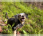 Small #4 Poodle (Miniature) Mix