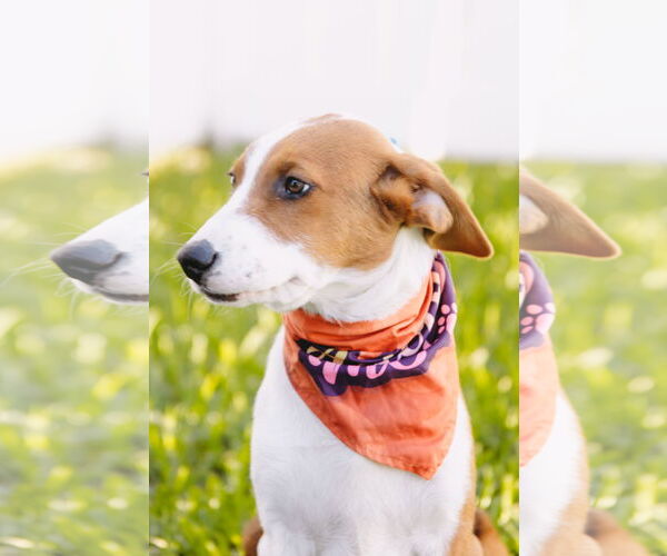 Medium Photo #8 Mutt Puppy For Sale in Princeton, MN, USA